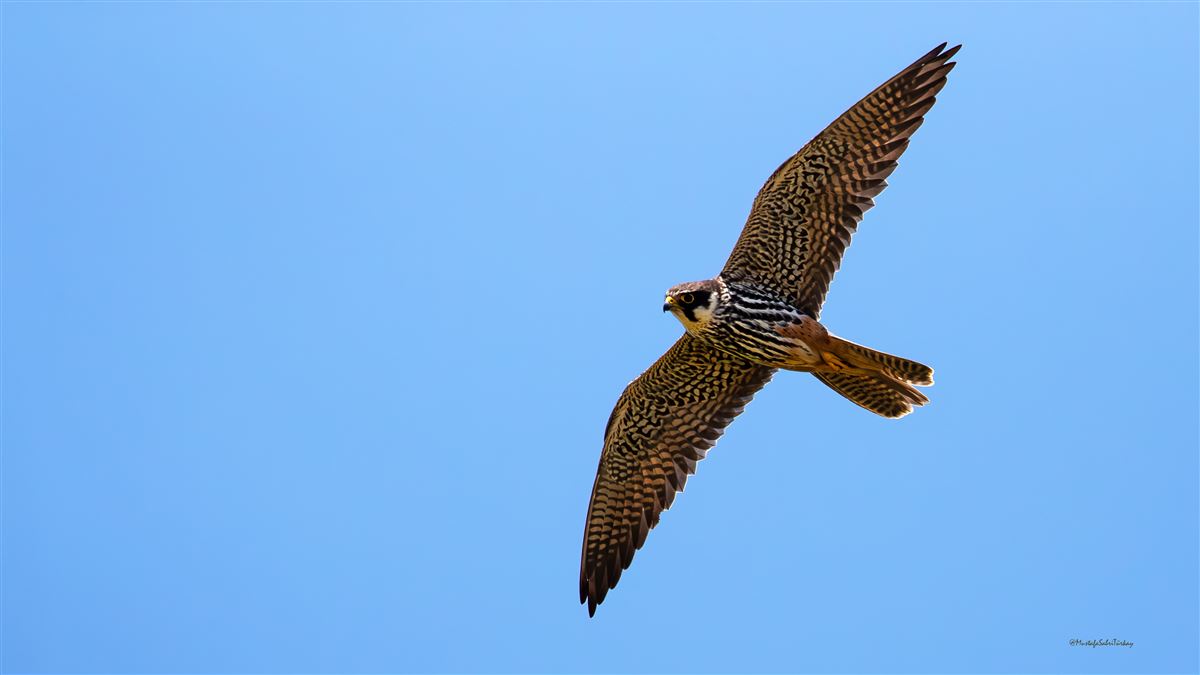 Eurasian Hobby