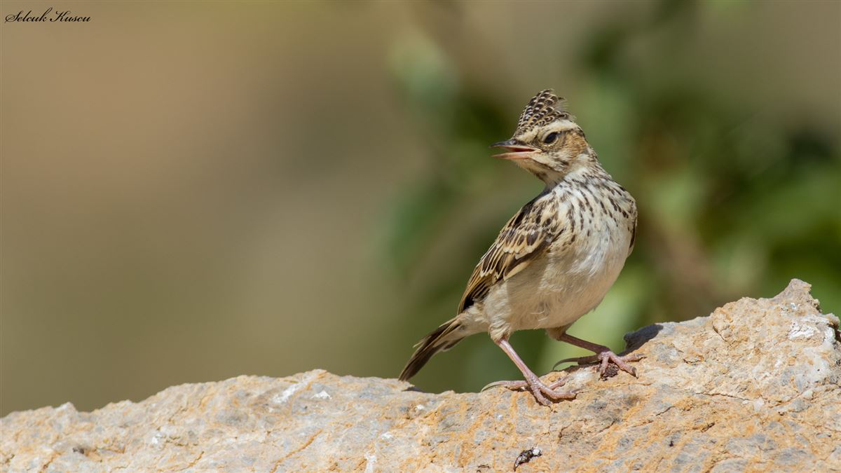 Woodlark