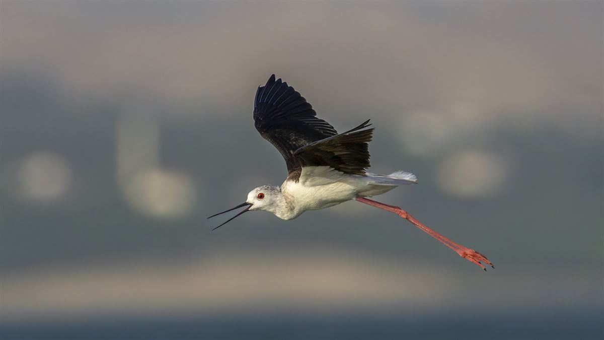 Black-winged Stilt