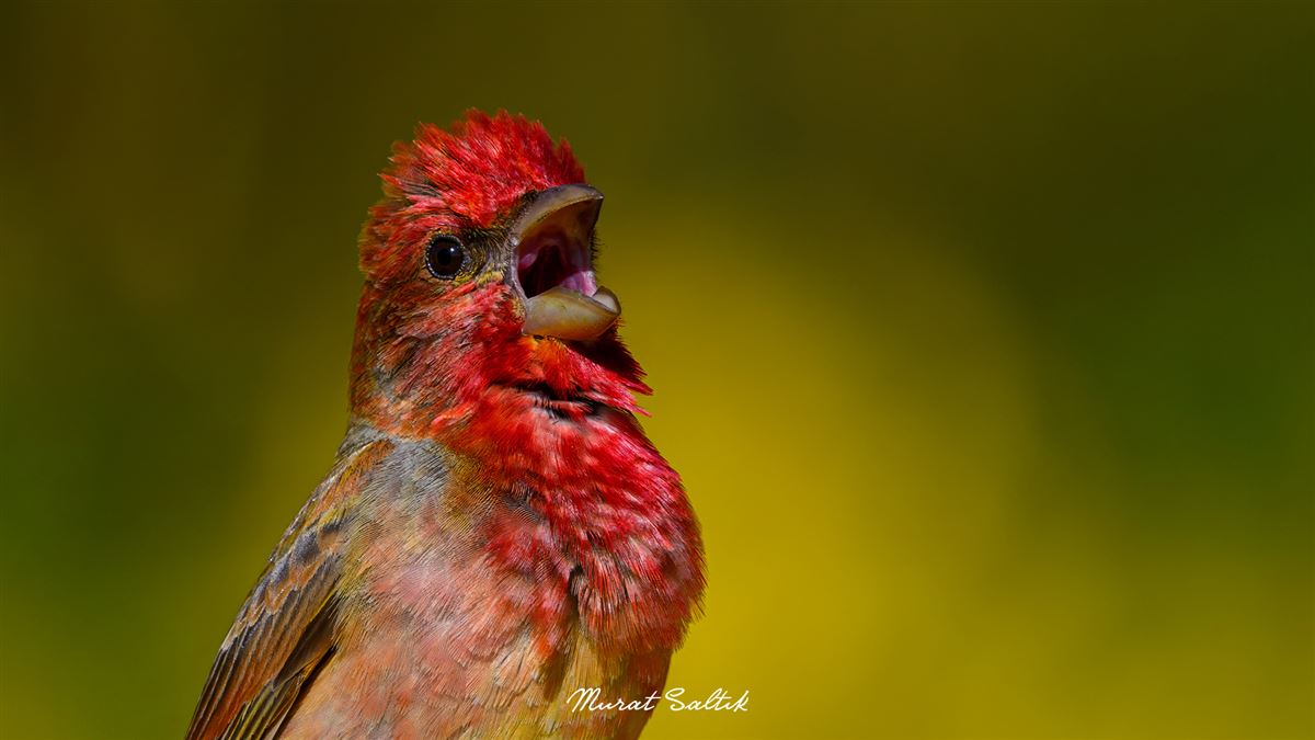 Common Rosefinch