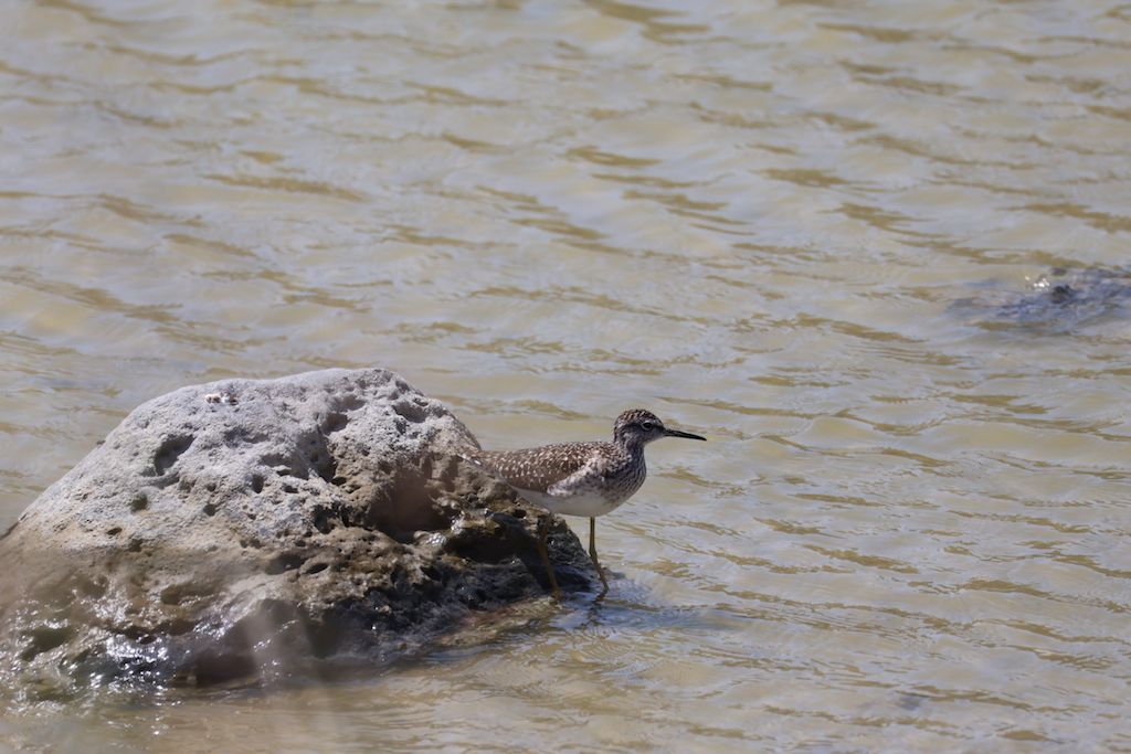 Wood Sandpiper