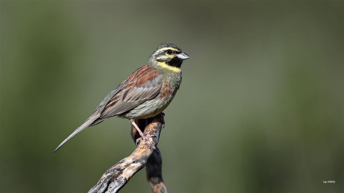 Cirl Bunting