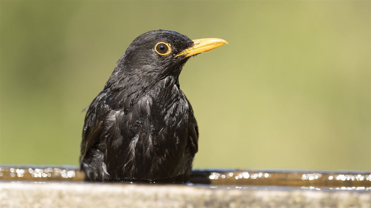 Common Blackbird