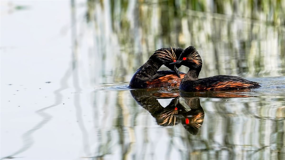 Black-necked Grebe