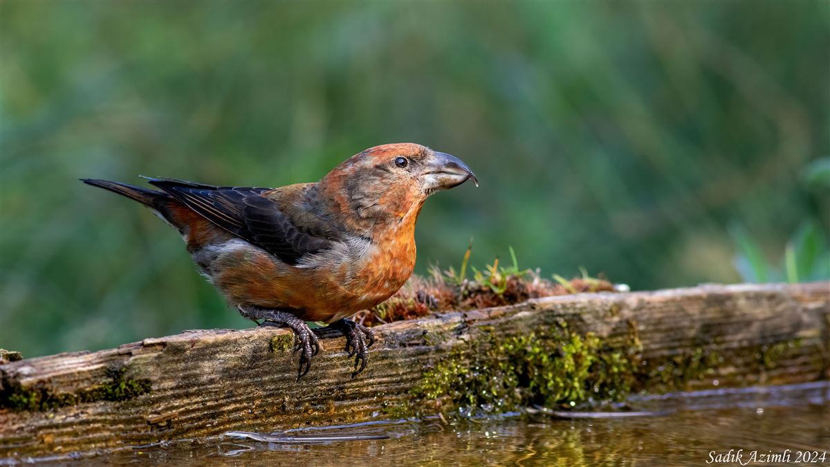 Red Crossbill