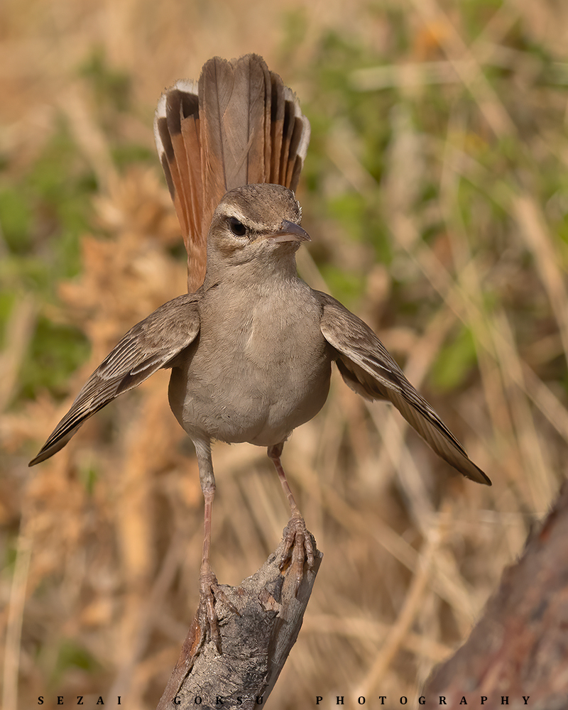 Rufous-tailed Scrub Robin