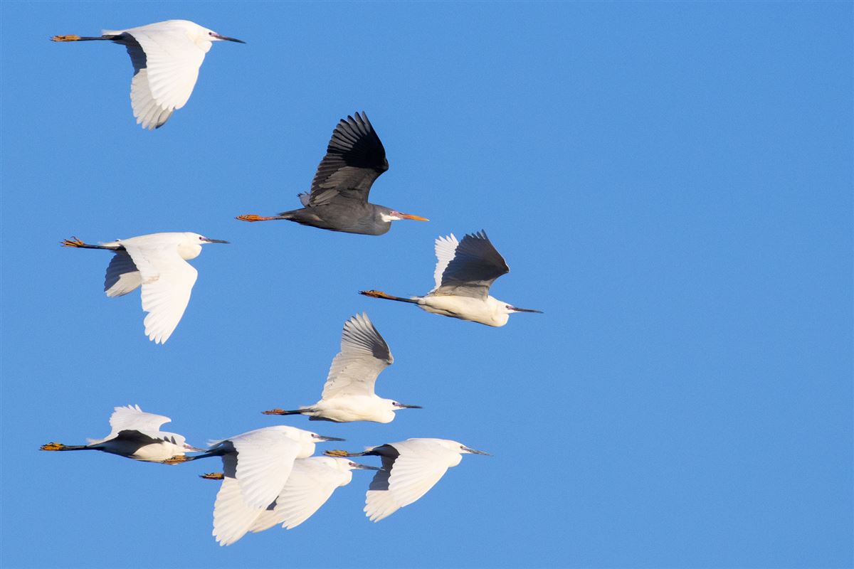 Western Reef Heron