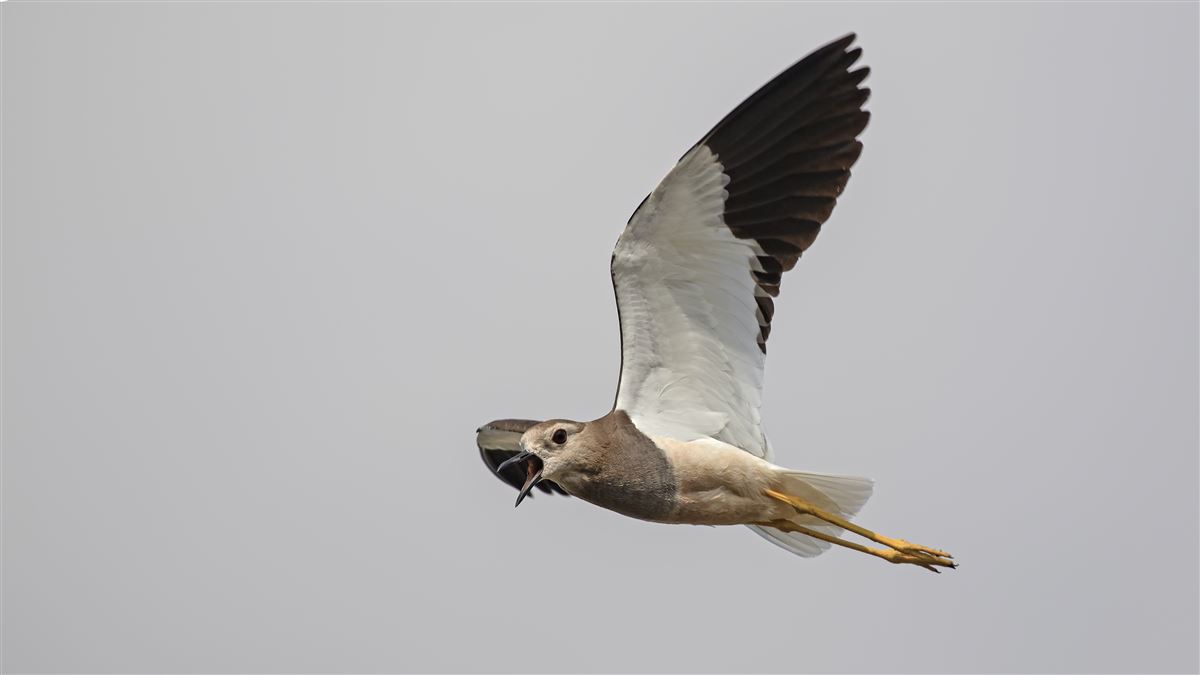 White-tailed Lapwing