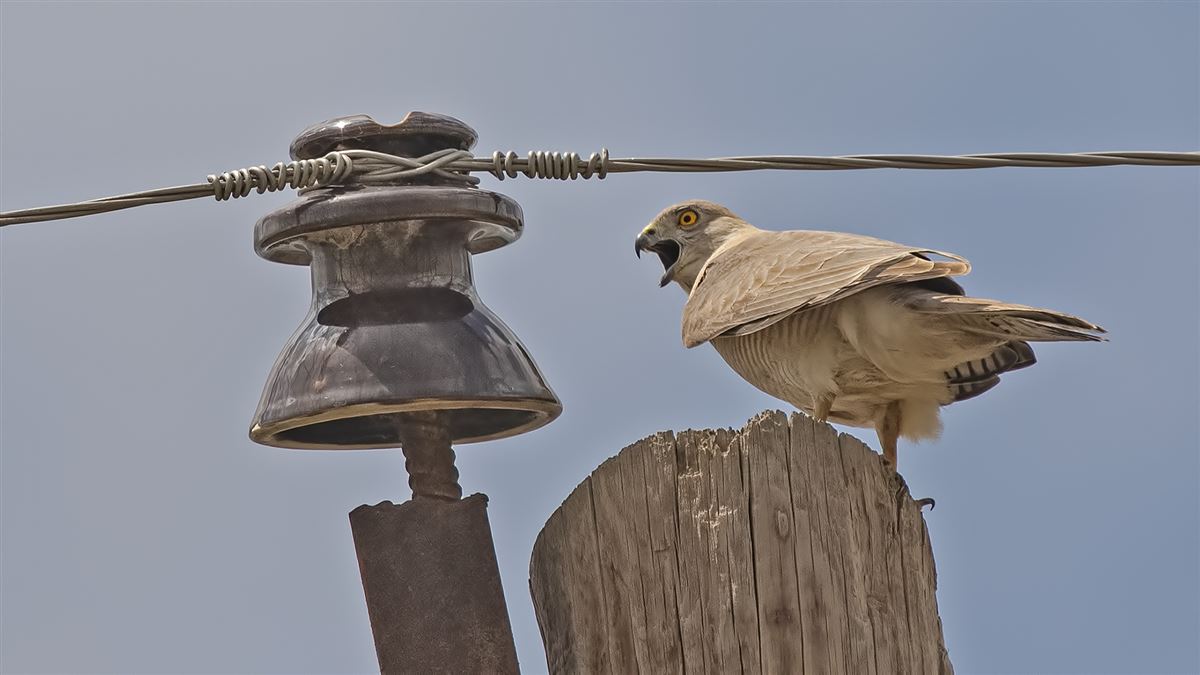 Shikra