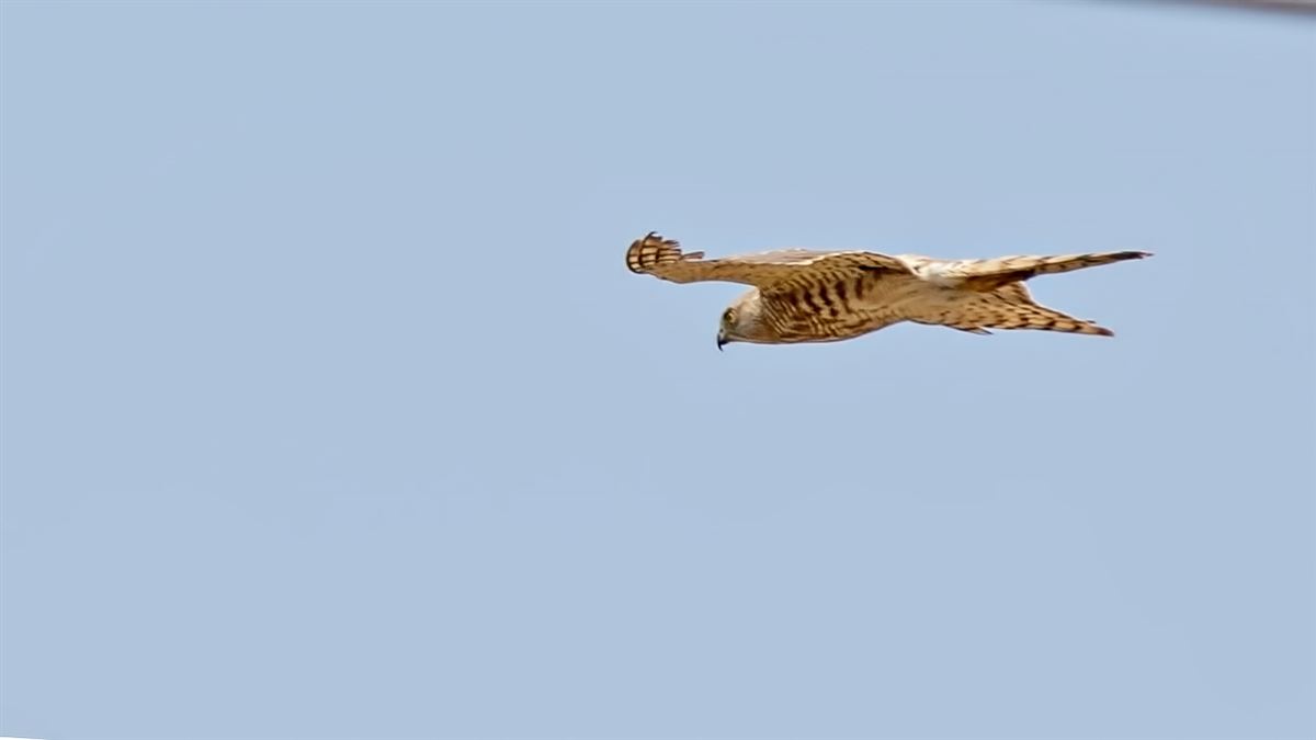 Shikra