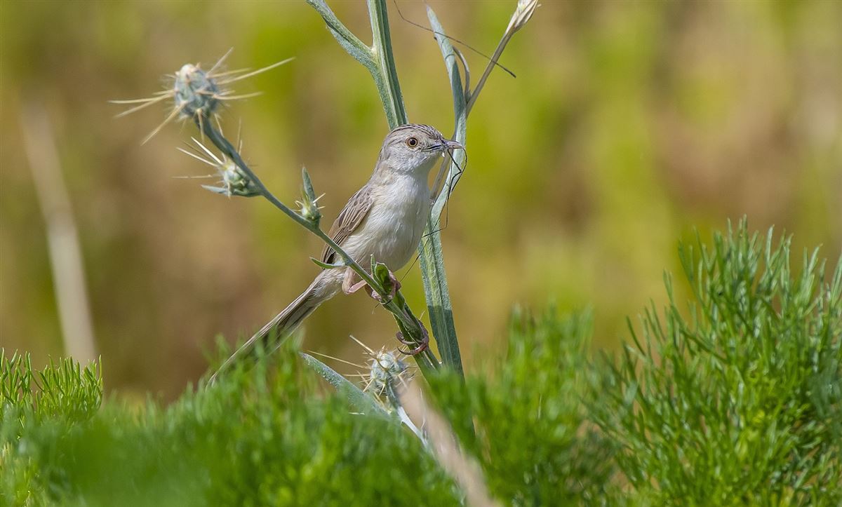 Delicate Prinia