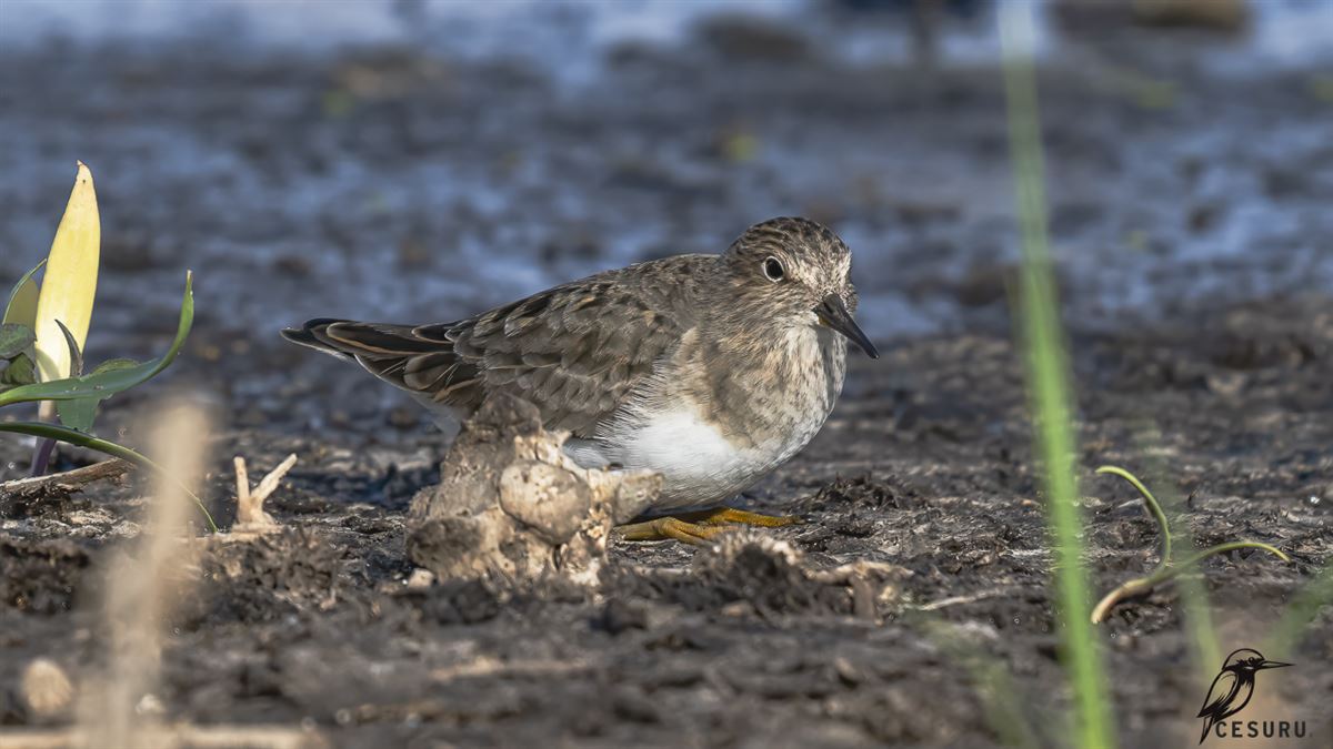 Temminck`s Stint