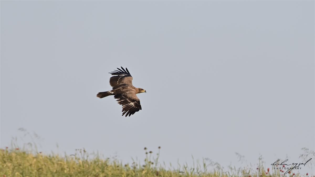 Steppe Eagle