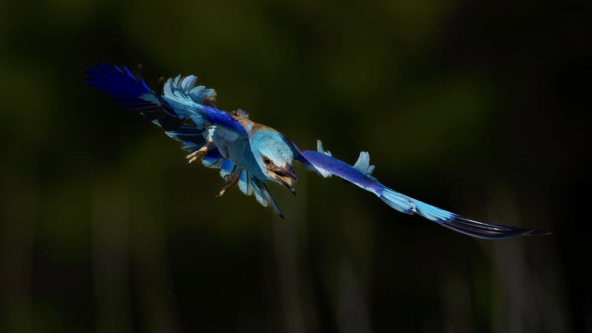 European Roller
