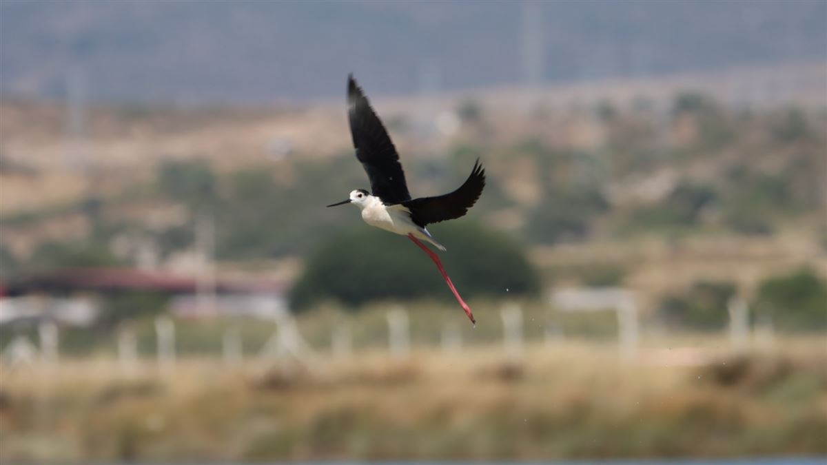 Black-winged Stilt