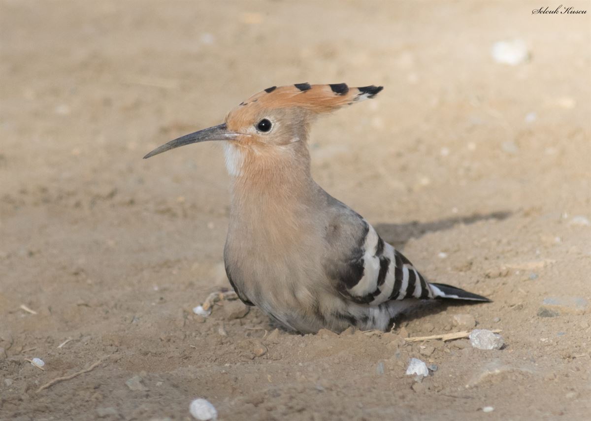 Common Hoopoe