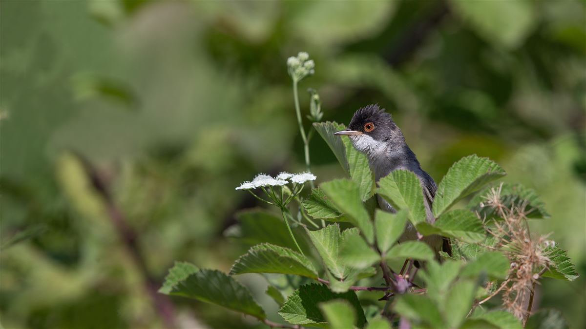 Menetries`s Warbler