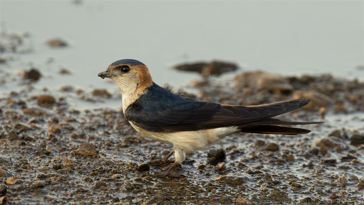 European Red-rumped Swallow