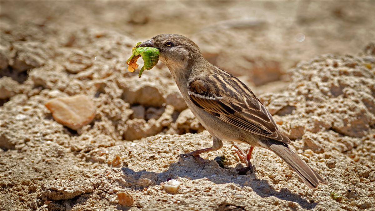 House Sparrow