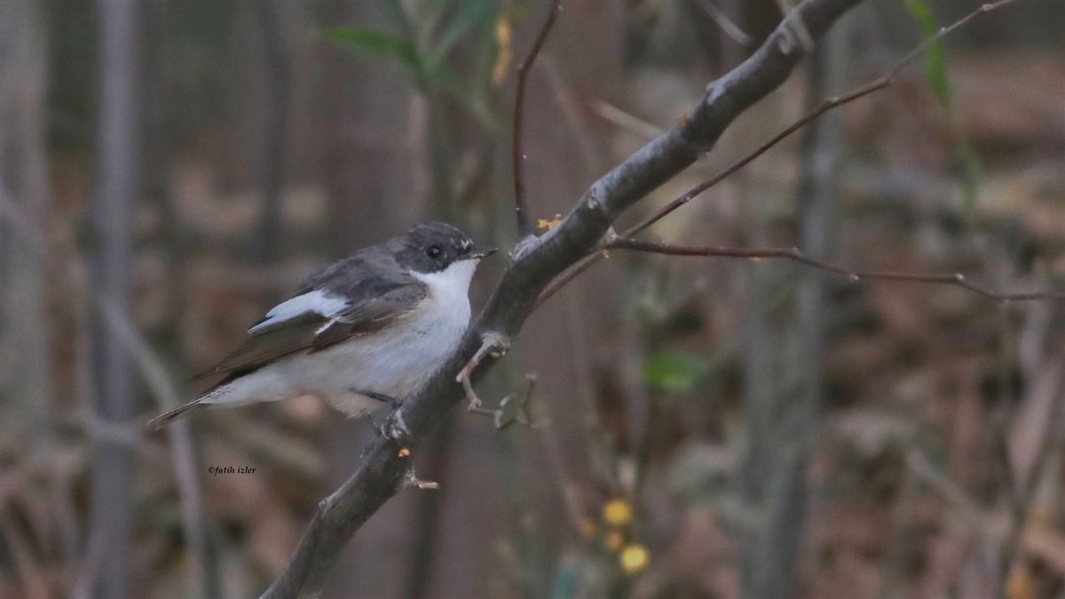 European Pied Flycatcher