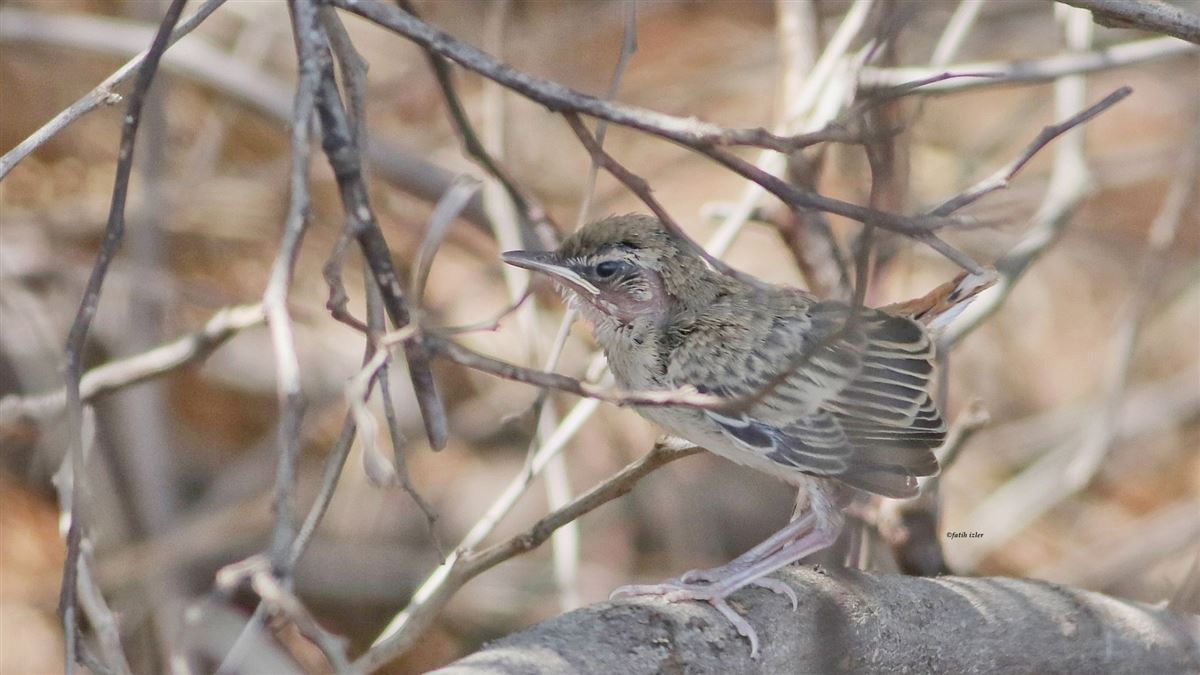 Rufous-tailed Scrub Robin