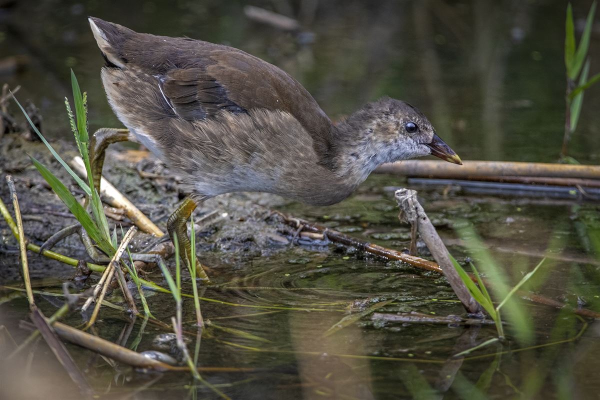 Common Moorhen