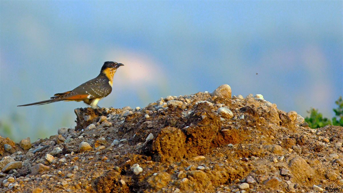 Great Spotted Cuckoo