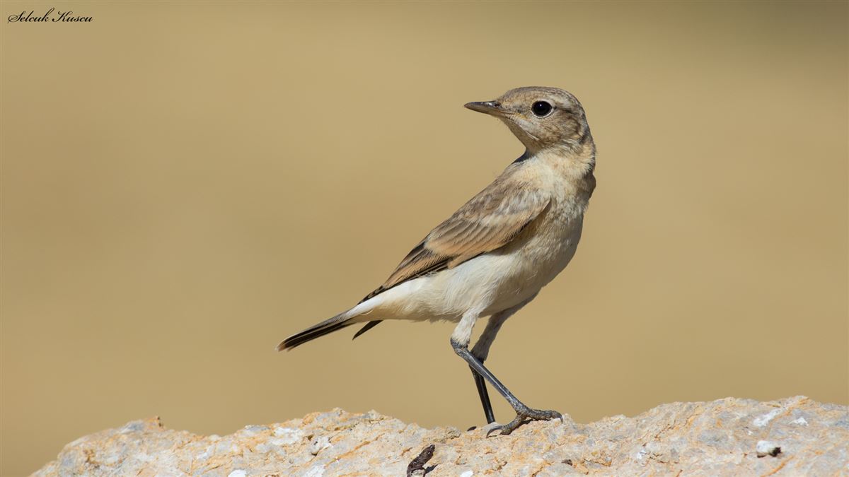 Isabelline Wheatear