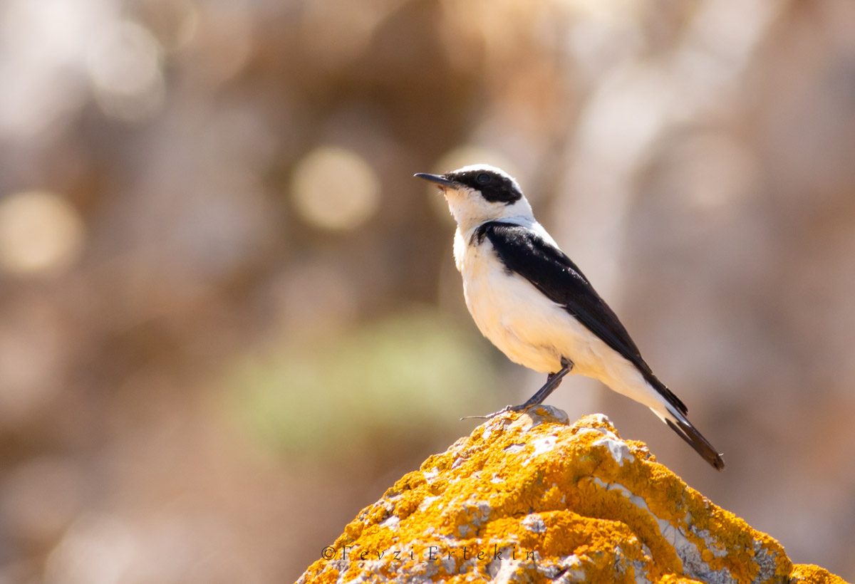 Black-eared Wheatear