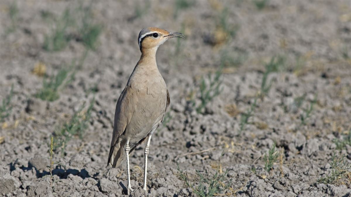Cream-colored Courser
