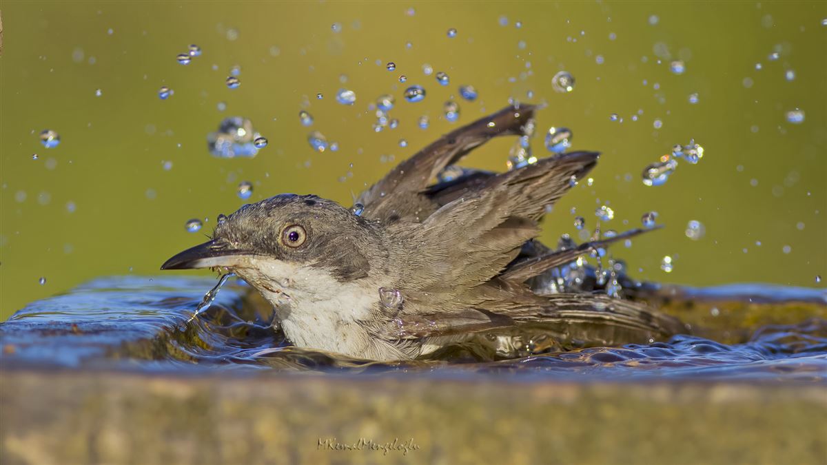 Eastern Orphean Warbler