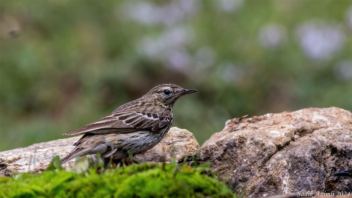 Tree Pipit
