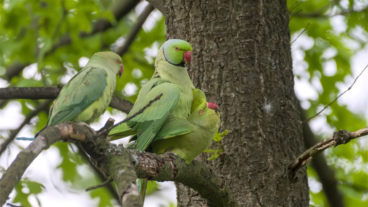 Rose-ringed Parakeet