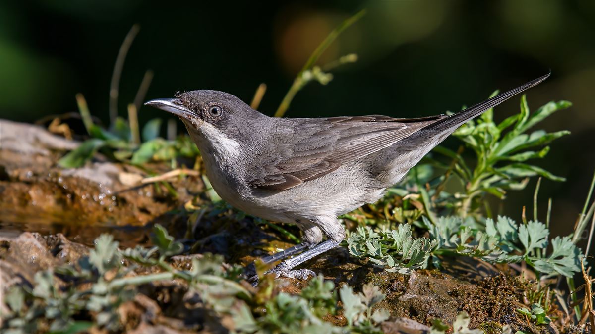 Eastern Orphean Warbler