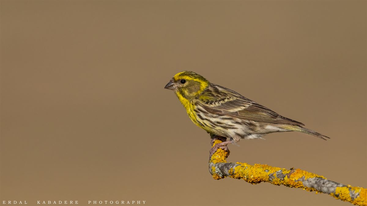 European Serin