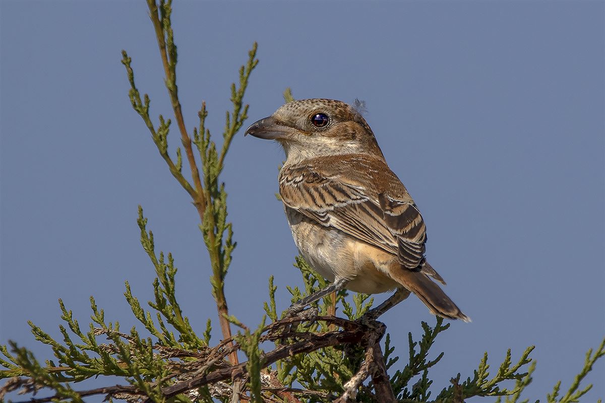 Woodchat Shrike