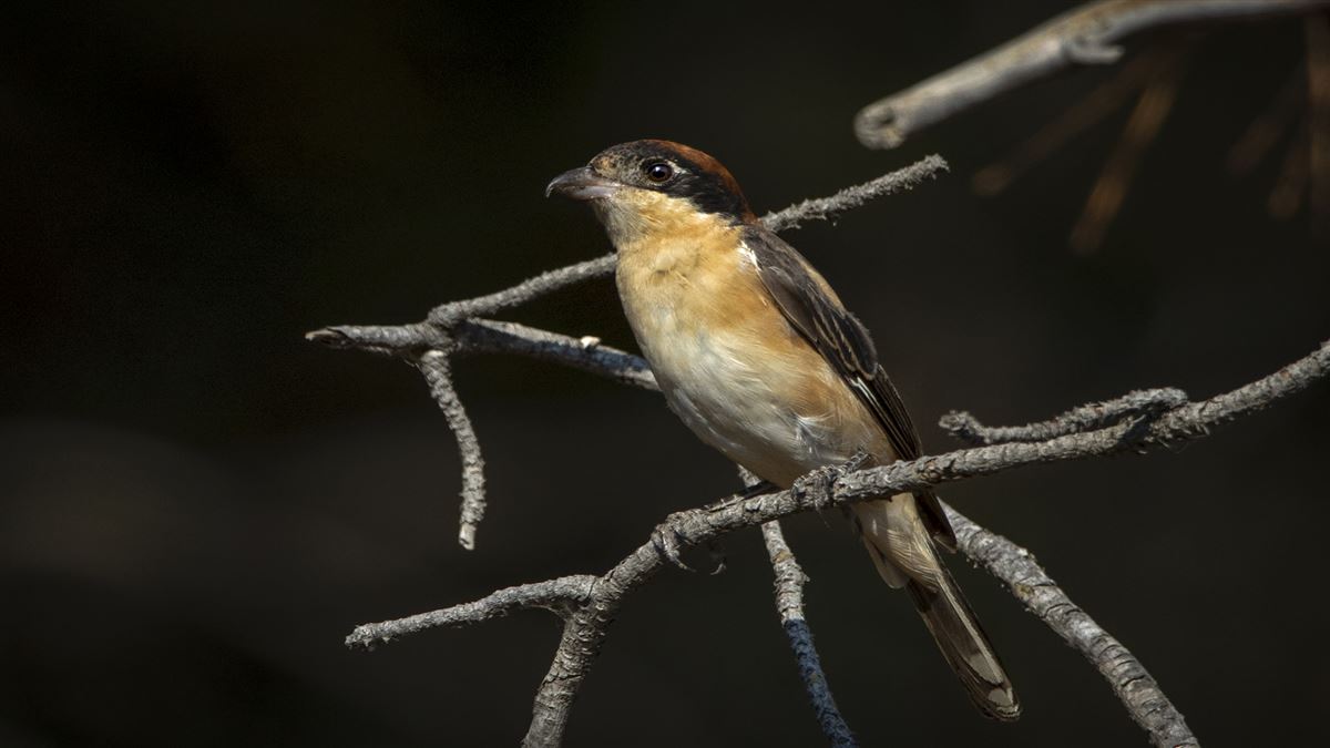 Woodchat Shrike