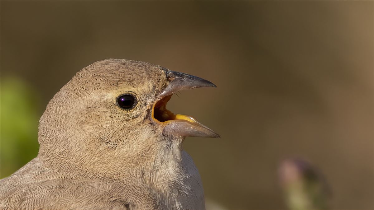 Pale Rockfinch