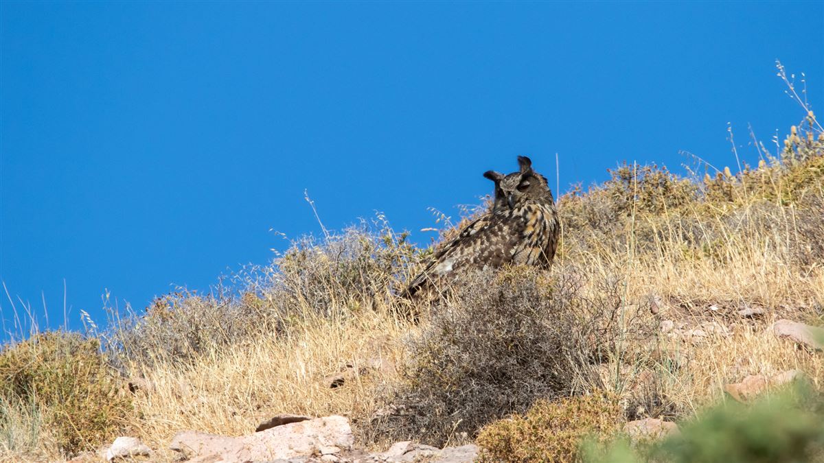 Eurasian Eagle-Owl