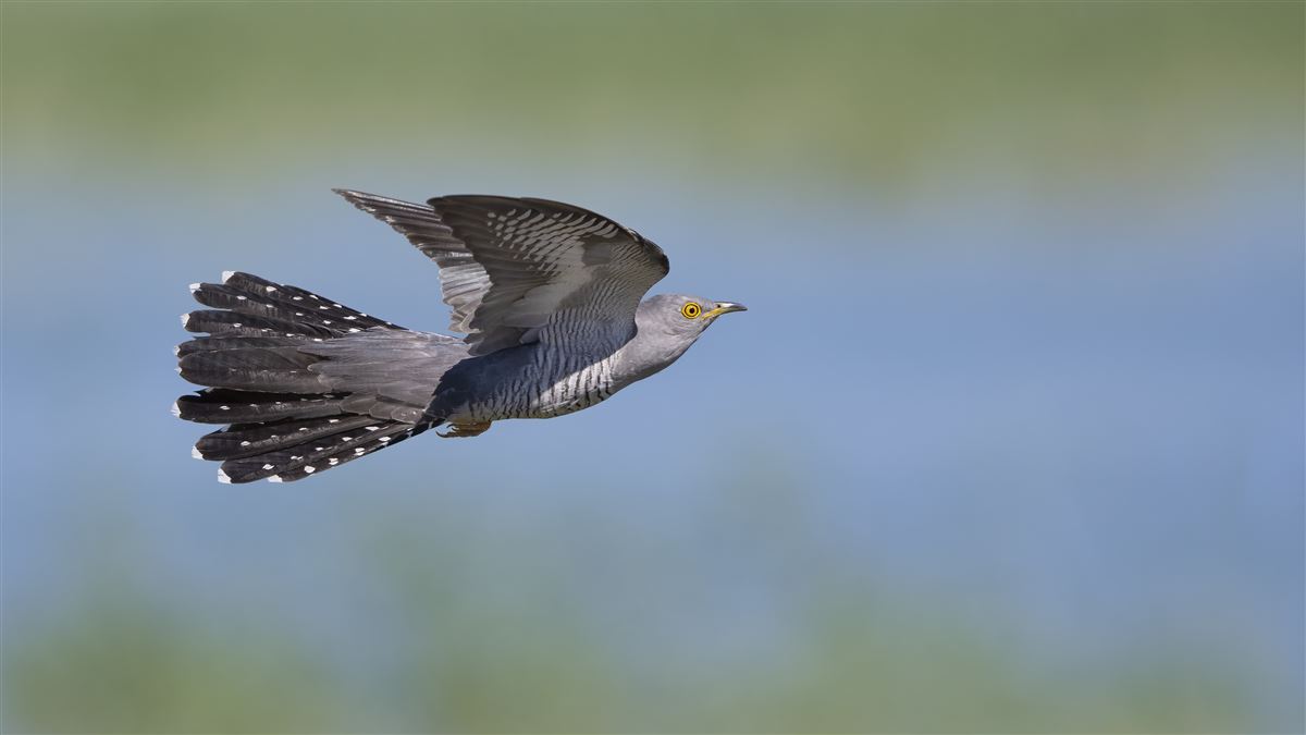 Common Cuckoo