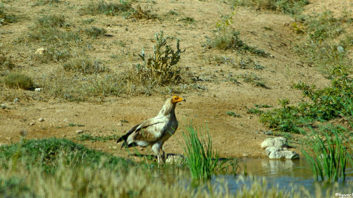 Egyptian Vulture