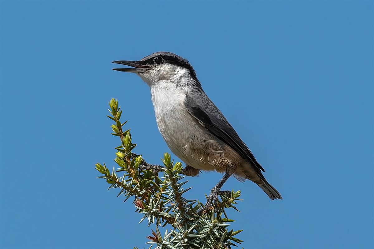 Western Rock Nuthatch