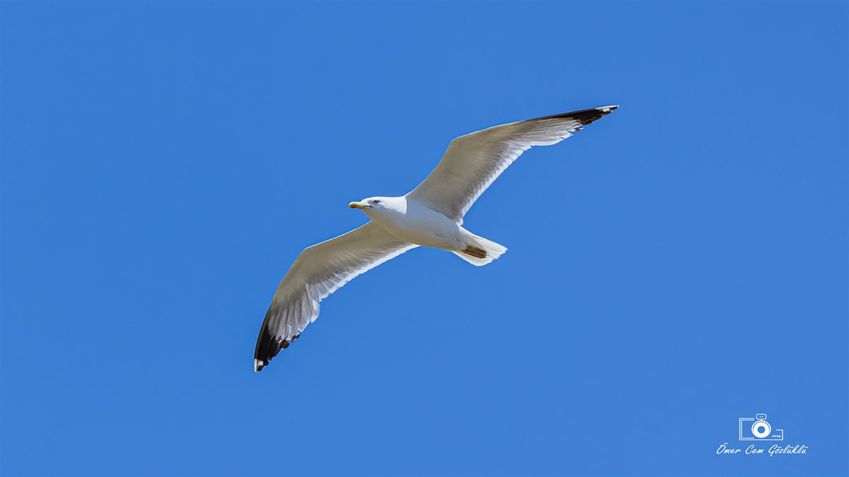 Yellow-legged Gull