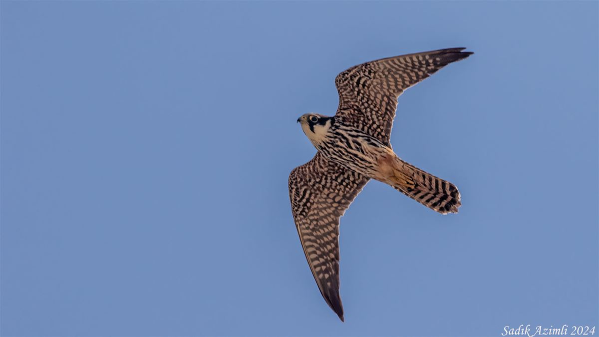 Eurasian Hobby