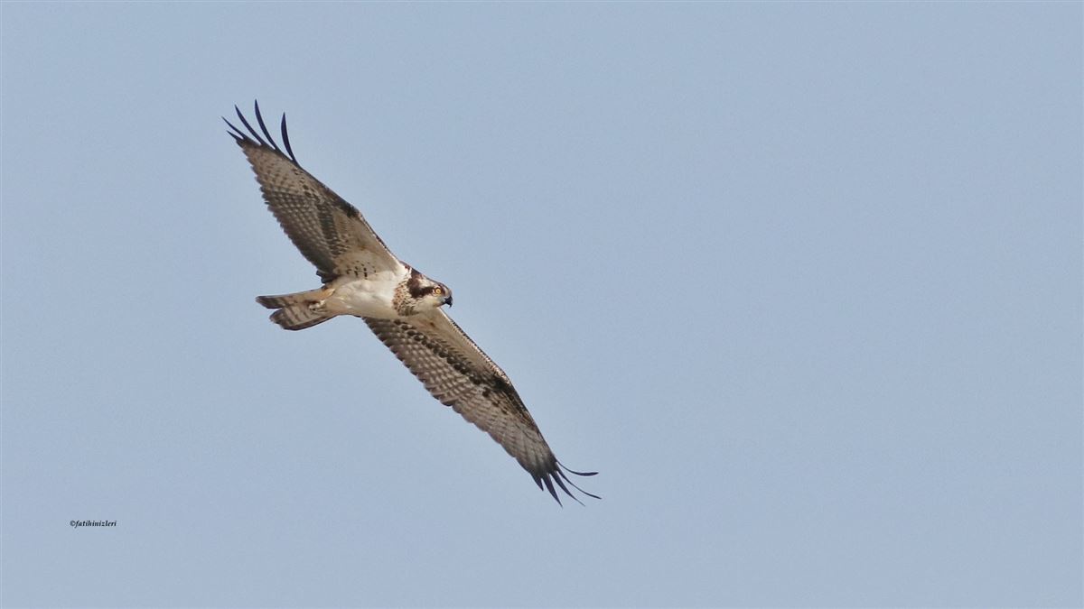 Osprey