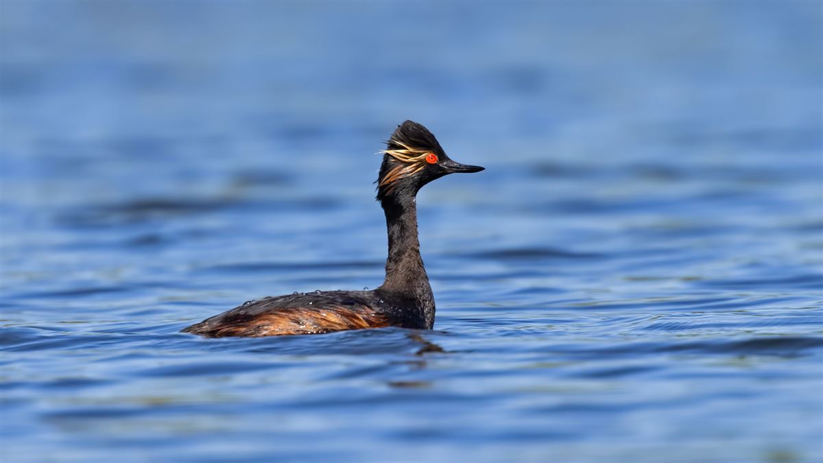 Black-necked Grebe