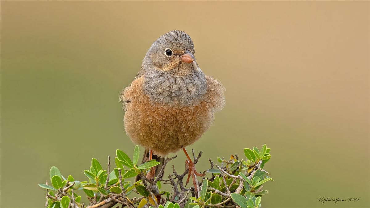 Cretzschmar`s Bunting