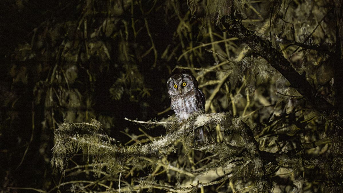 Boreal Owl