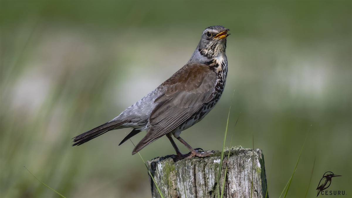 Fieldfare