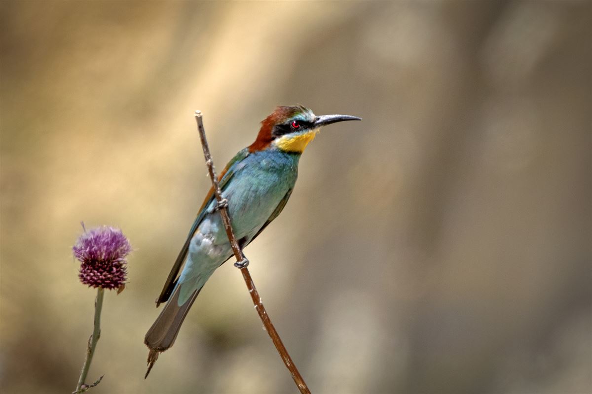 European Bee-eater